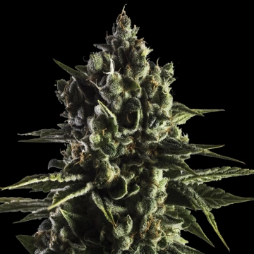 FAT CARAMEL Auto Autoflowering cannabis flower bud by Yieldmonger Seeds