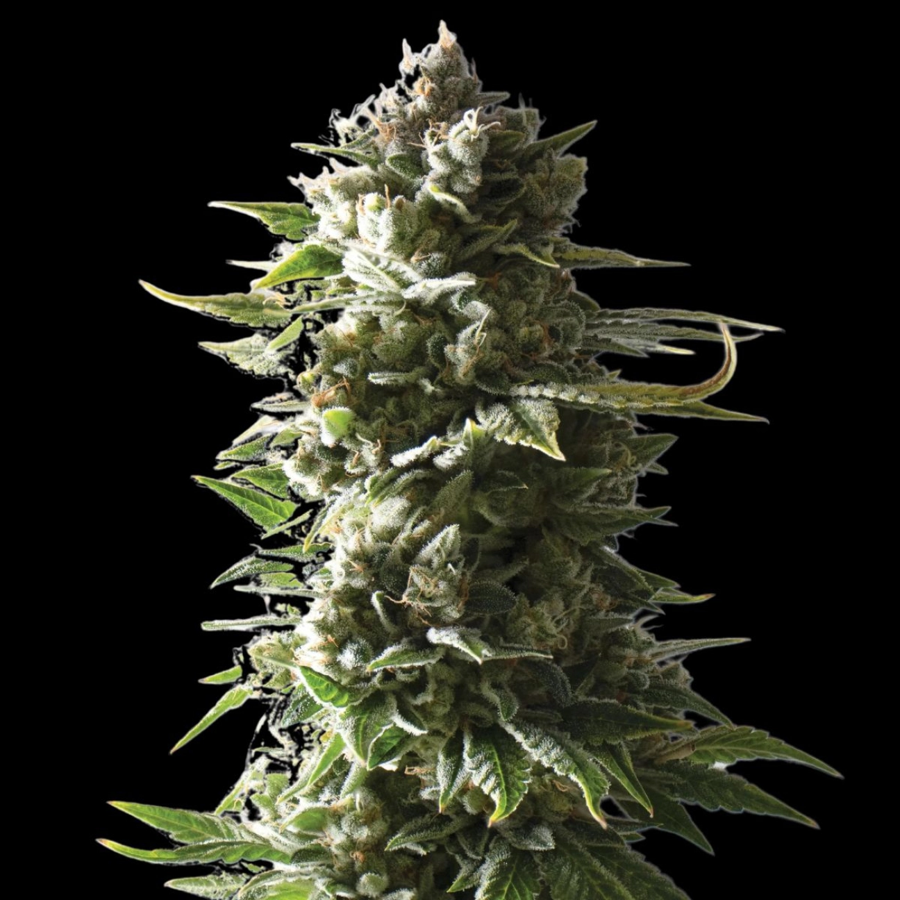MOTHER APE SHIT Auto – Yieldmonger Seeds – Autoflowering
