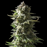 MOTHER APE SHIT Auto Autoflowering cannabis flower bud by Yieldmonger Seeds