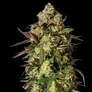 CANDIED SATSUMA Auto Autoflowering cannabis flower bud by Yieldmonger Seeds