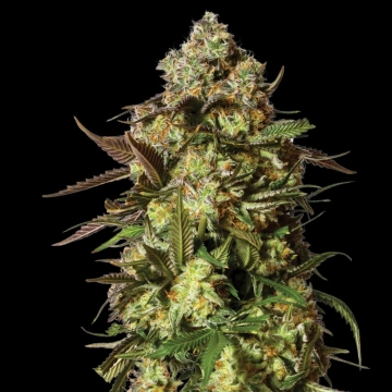 CANDIED SATSUMA Auto Autoflowering cannabis flower bud by Yieldmonger Seeds
