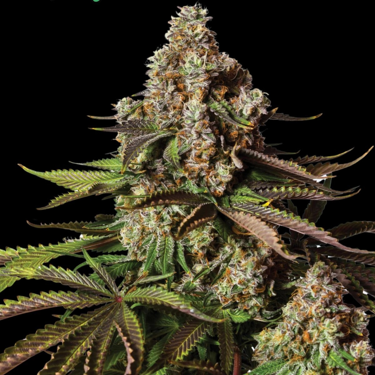 TURBO ZKITTLES – Yieldmonger Seeds – Autoflowering