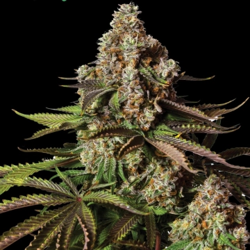 TURBO ZKITTLES Autoflowering cannabis flower bud by Yieldmonger Seeds