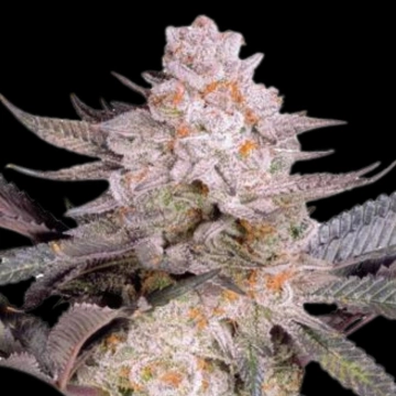 Orange Bud 2.0 Feminized cannabis flower bud by Dutch Passion