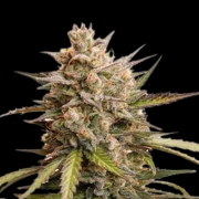Auto Melonade Runtz Autoflowering cannabis flower bud by Dutch Passion