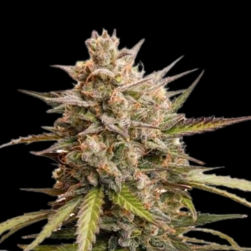Auto Melonade Runtz Autoflowering cannabis flower bud by Dutch Passion