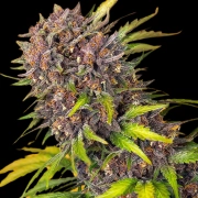 Diablo Rojo XL Auto Autoflowering cannabis flower bud by Sweet Seeds
