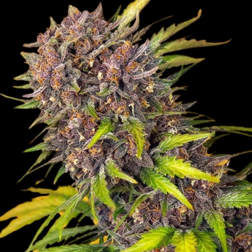 Diablo Rojo XL Auto Autoflowering cannabis flower bud by Sweet Seeds