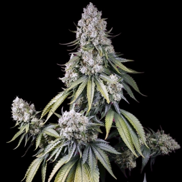 Jealousy Z XL Auto Autoflowering cannabis flower bud by Sweet Seeds