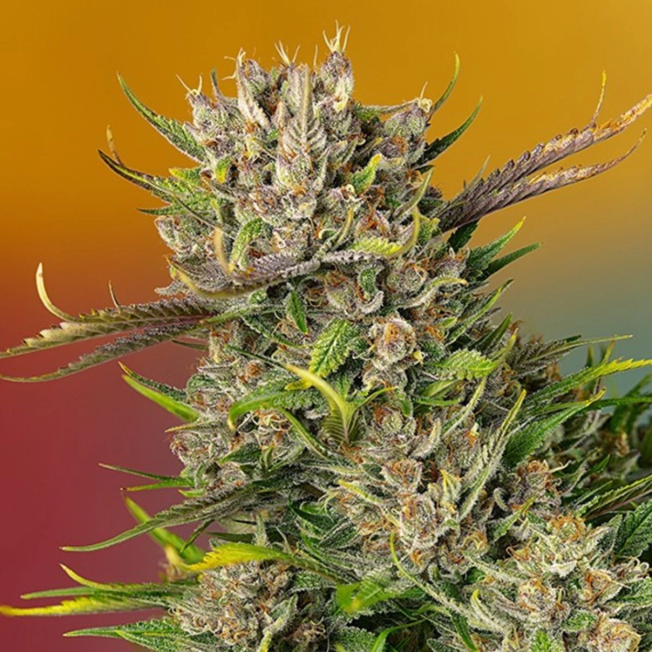 Papaya Zoap Auto – Sweet Seeds – Autoflowering