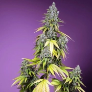 Jet Fuel Mandarine XL Auto Autoflowering cannabis flower bud by Sweet Seeds