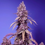 Black Muffin F1 Fast Version Feminized cannabis flower bud by Sweet Seeds