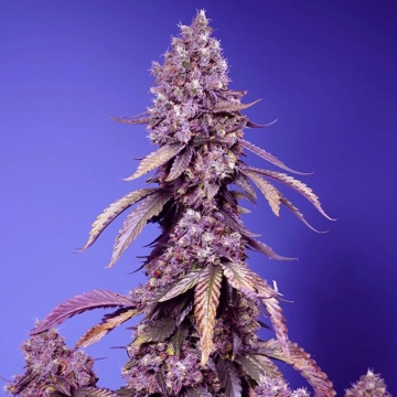 Black Muffin F1 Fast Version Feminized cannabis flower bud by Sweet Seeds