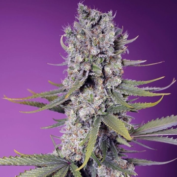 Papaya Zoap F1 Fast Version Feminized cannabis flower bud by Sweet Seeds