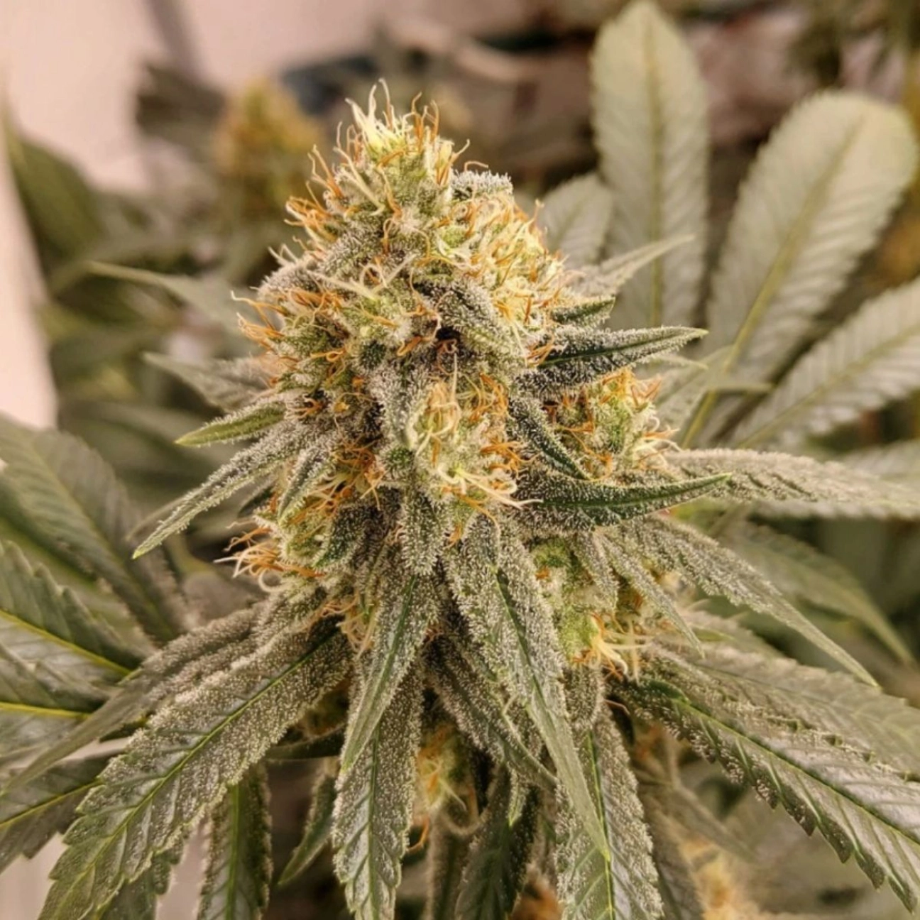 HiFi 4G – Dutch Passion – Feminized