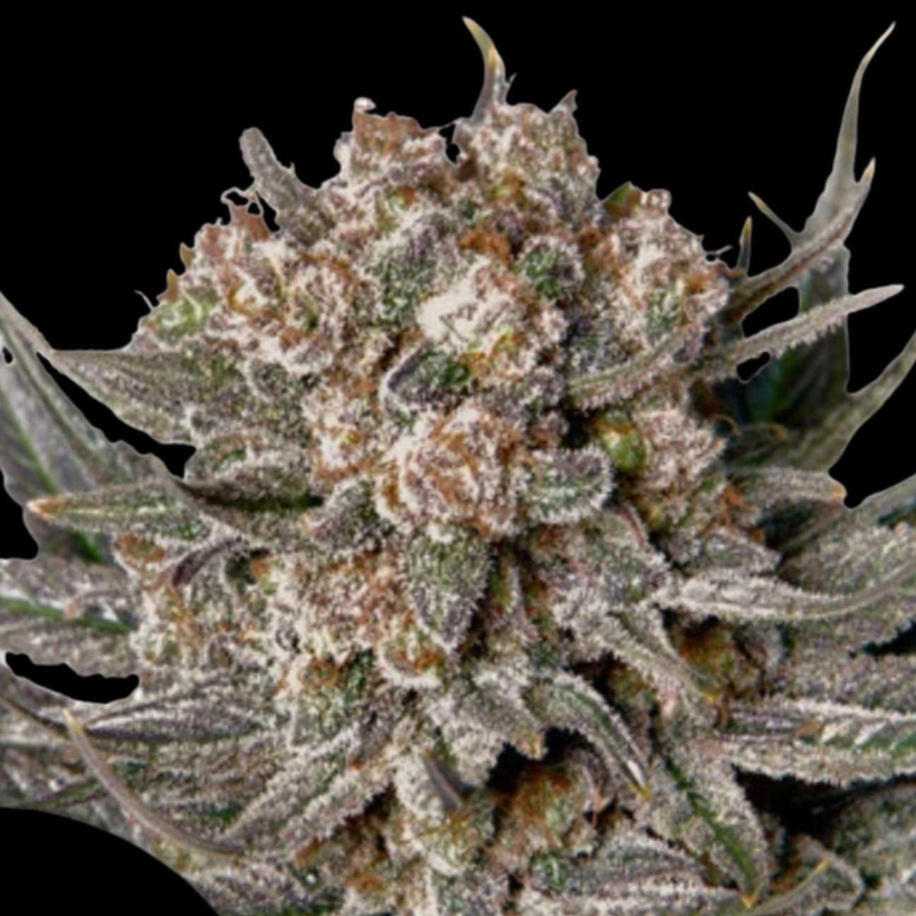 Gorilla Super Glue – Dutch Passion – Feminized