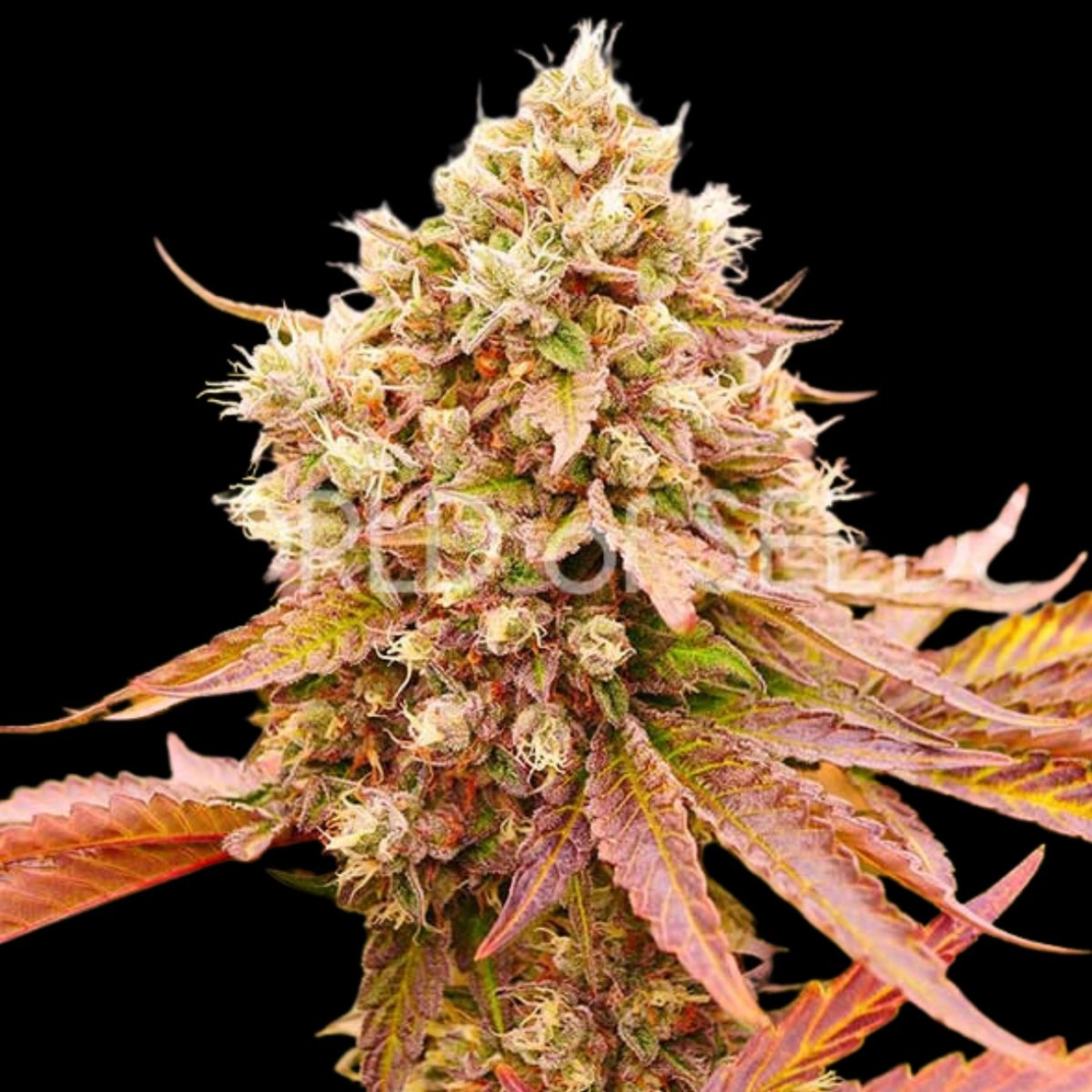 BURGER KUSH – World of Seeds – Feminized