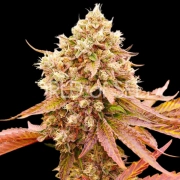 BURGER KUSH Feminized cannabis flower bud by World of Seeds