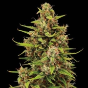 Tropical Zmoothie Auto Autoflowering cannabis flower bud by Seed Stockers
