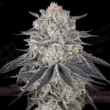 FULLGAS Feminized cannabis flower bud by Greenhouse Seed Co