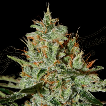 ALASKAN ICE Feminized cannabis flower bud by Greenhouse Seed Co
