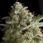 American Pie Feminized cannabis flower bud by Pyramid Seeds