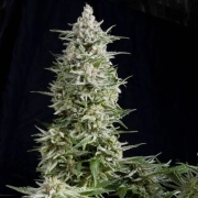 Amnesia Gold Feminized cannabis flower bud by Pyramid Seeds