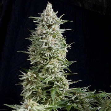 Amnesia Gold Feminized cannabis flower bud by Pyramid Seeds