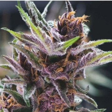 Black Cherry Punch Feminized cannabis flower bud by Pyramid Seeds