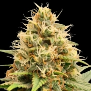 Crystal White Kush Feminized cannabis flower bud by Dutch Passion