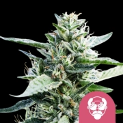 Granddaddy Purple Aka Feminized cannabis flower bud by Royal Queen Seeds