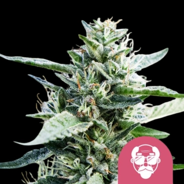 Granddaddy Purple Aka Feminized cannabis flower bud by Royal Queen Seeds