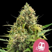 Trainwreck Feminized cannabis flower bud by Royal Queen Seeds