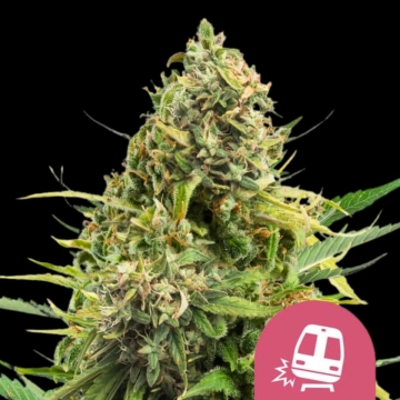 Trainwreck Feminized cannabis flower bud by Royal Queen Seeds