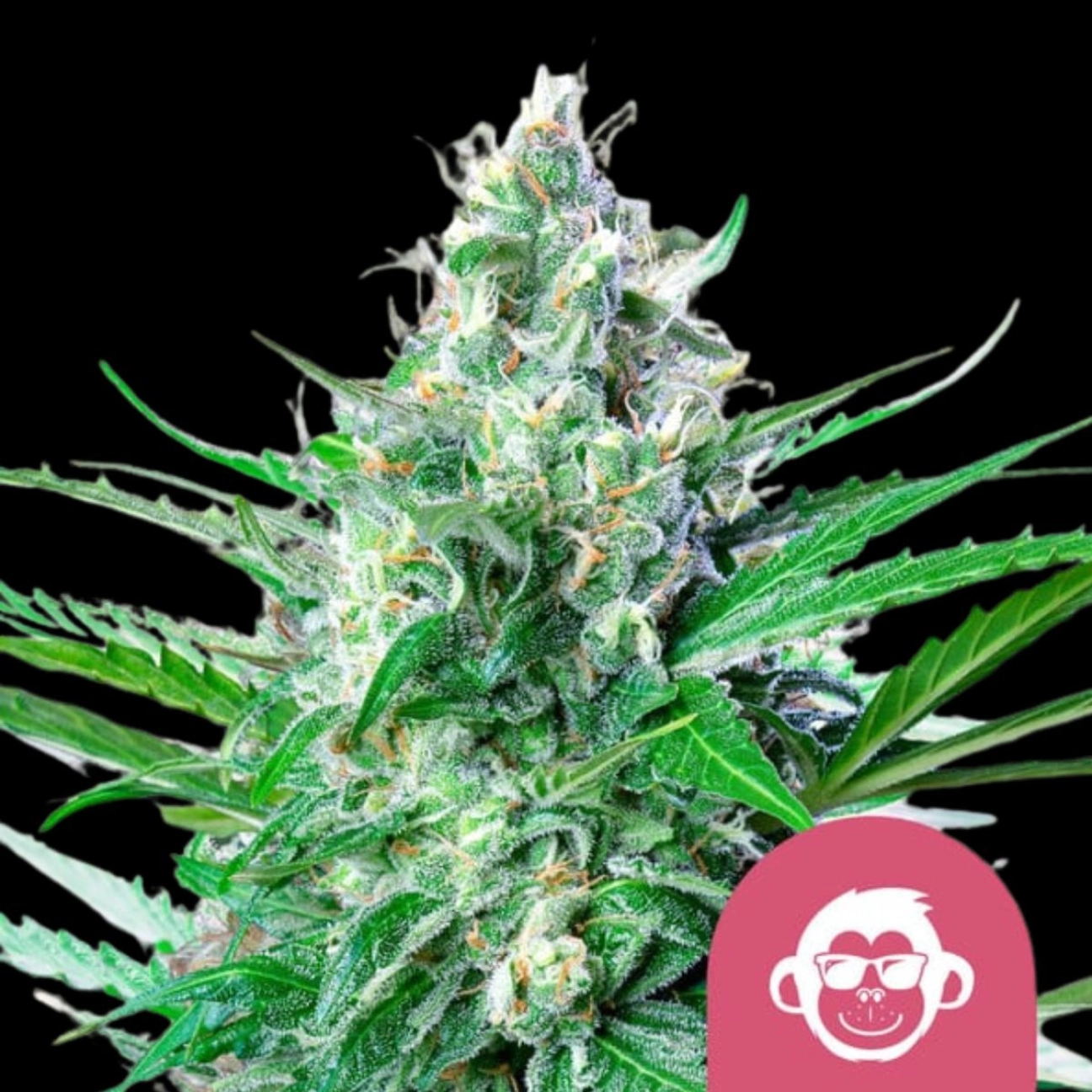 Grape Ape – Royal Queen Seeds – Feminized