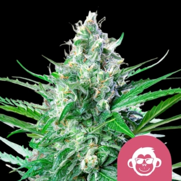 Grape Ape Feminized cannabis flower bud by Royal Queen Seeds