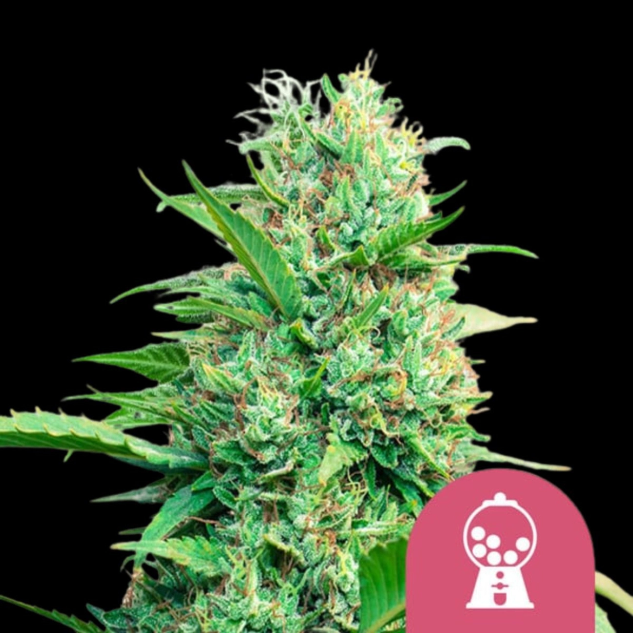 Pink Runtz – Royal Queen Seeds – Feminized