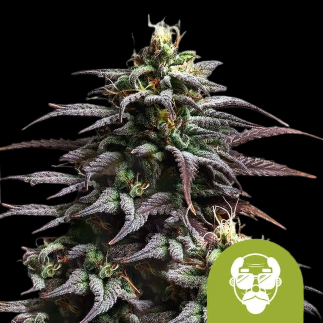 Granddaddy Purple Auto – Royal Queen Seeds – Autoflowering