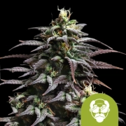 Granddaddy Purple Auto Autoflowering cannabis flower bud by Royal Queen Seeds