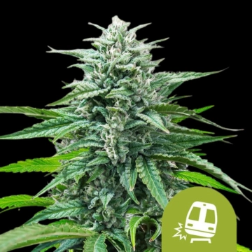 Trainwreck Auto Autoflowering cannabis flower bud by Royal Queen Seeds