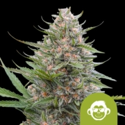 Grape Ape Auto Autoflowering cannabis flower bud by Royal Queen Seeds