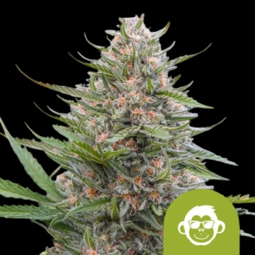 Grape Ape Auto Autoflowering cannabis flower bud by Royal Queen Seeds