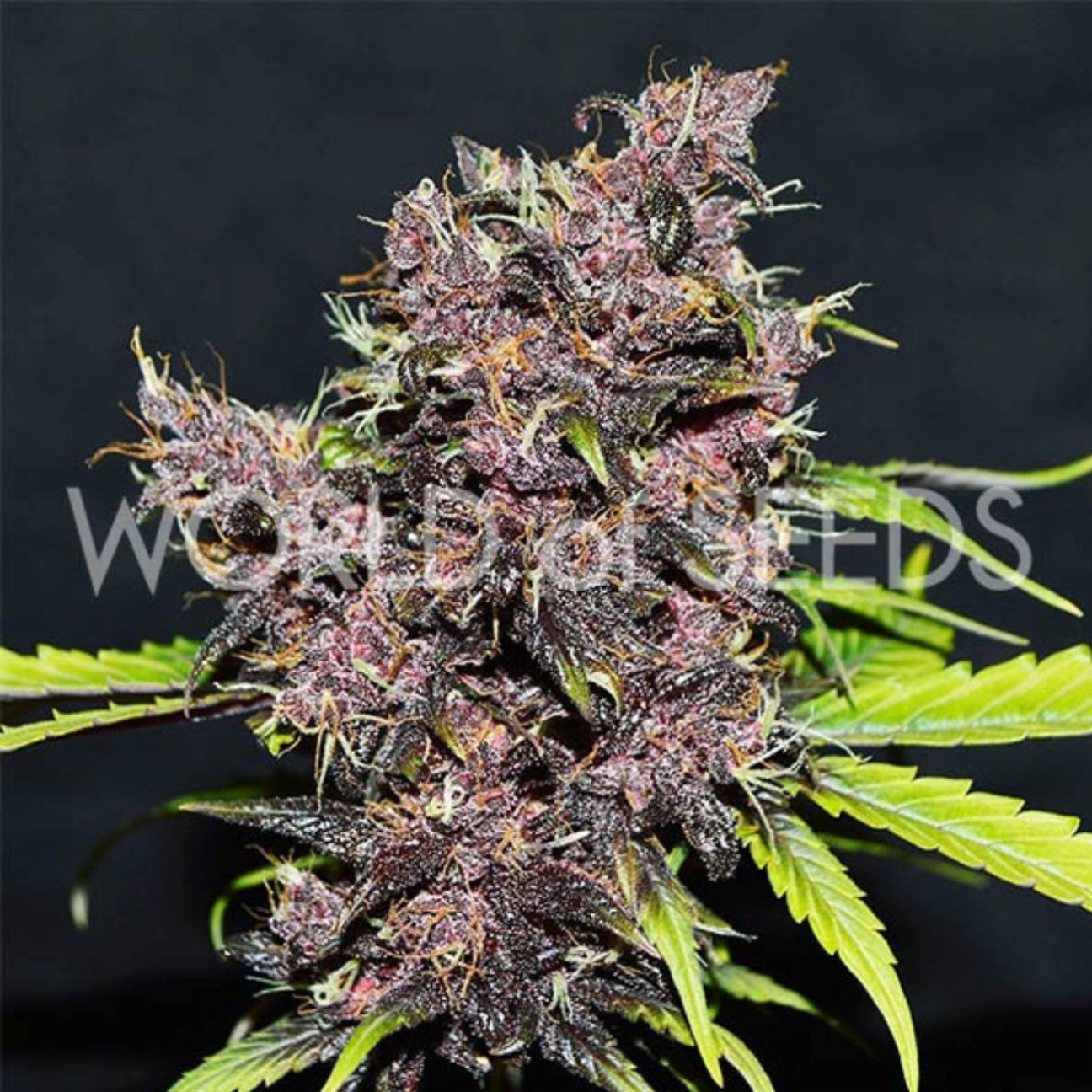 PURPLE AFGHAN KUSH RYDER – World of Seeds – Autoflowering