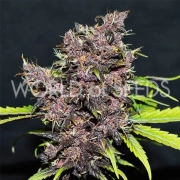 PURPLE AFGHAN KUSH RYDER Autoflowering cannabis flower bud by World of Seeds