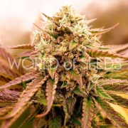 APPALACHIAN KUSH EARLY VERSION Autoflowering cannabis flower bud by World of Seeds