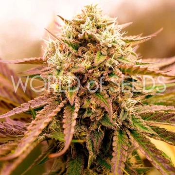 APPALACHIAN KUSH Autoflowering cannabis flower bud by World of Seeds