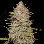 CHEMICAL CANDY AUTO Autoflowering cannabis flower bud by Greenhouse Seed Co