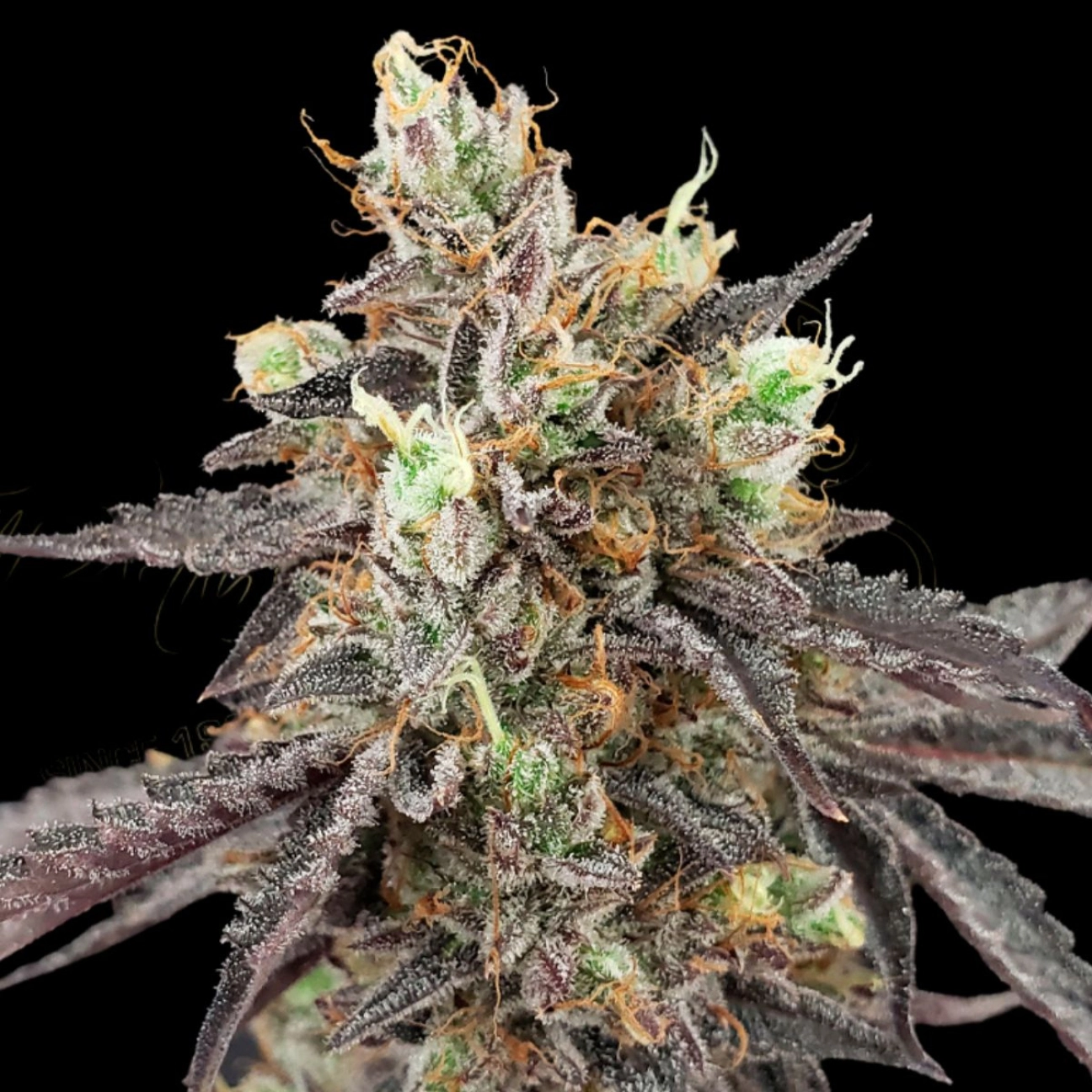 GELATO 41 X AUTO – Greenhouse Seed Co – Autoflowering