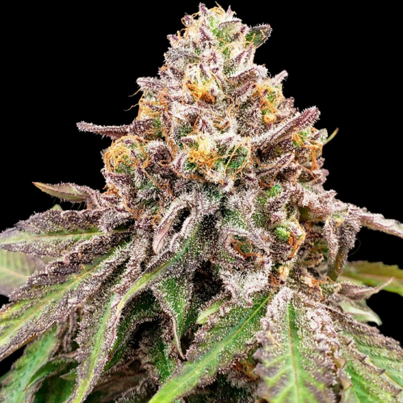 BLUE HAZE X GELATO 41 AUTO – Greenhouse Seed Co – Autoflowering – Product view 2