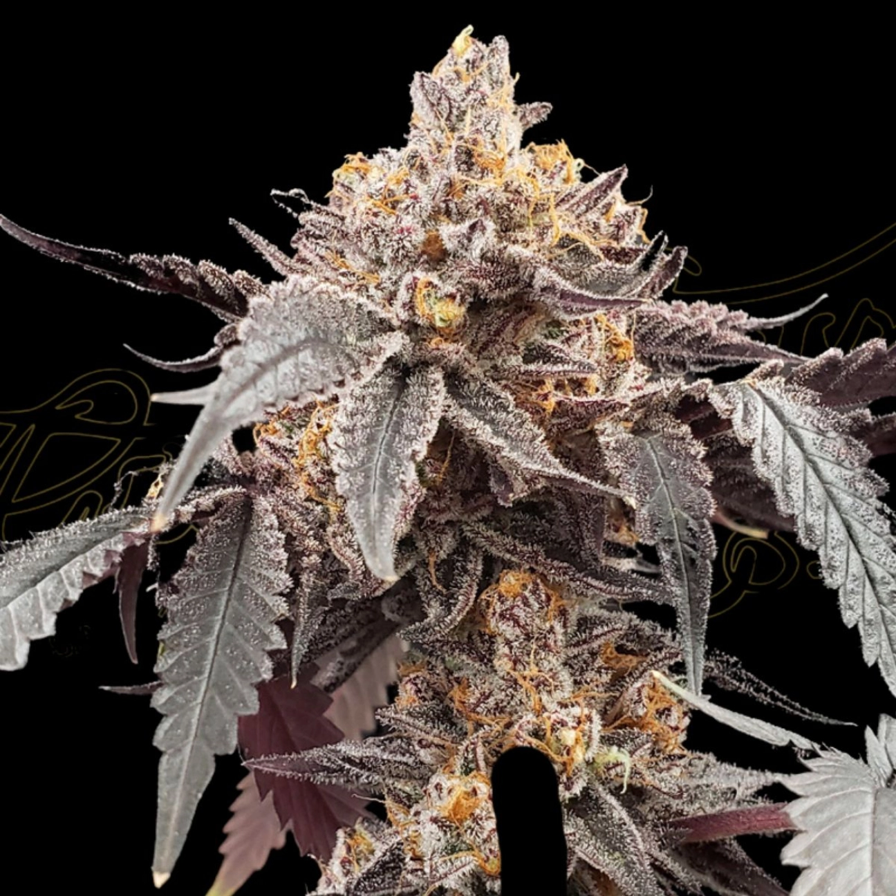 GUAVA X GELATO 41 AUTO – Greenhouse Seed Co – Autoflowering